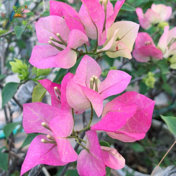 Thai Delight Bougainvillea