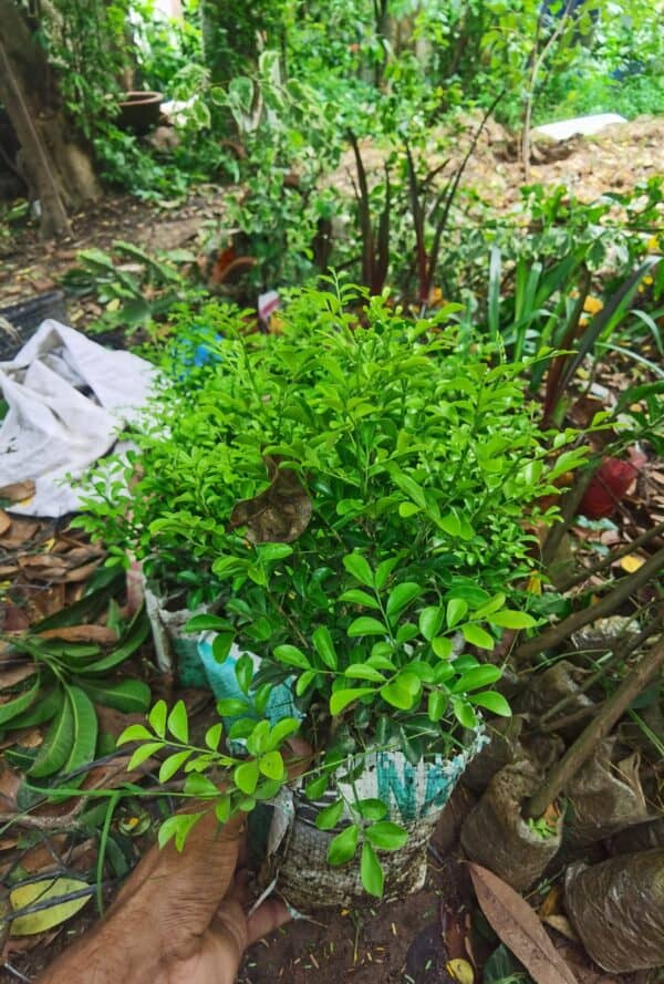 ডোয়ার্ফ কামিনী | Dwarf Kamini | Murraya Paniculata | Orange Jasmine - Image 3