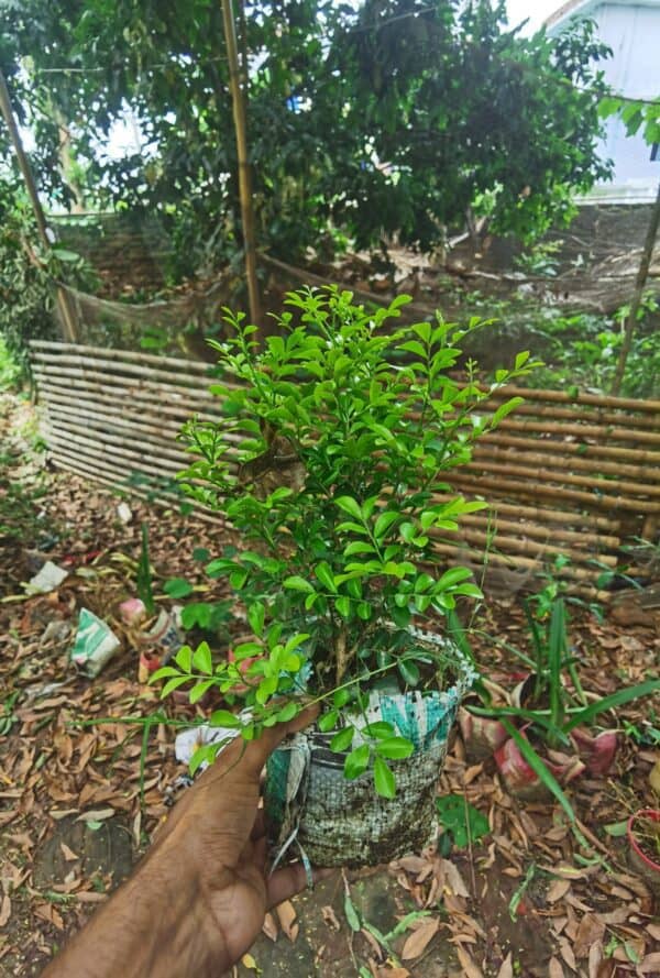 ডোয়ার্ফ কামিনী | Dwarf Kamini | Murraya Paniculata | Orange Jasmine - Image 2
