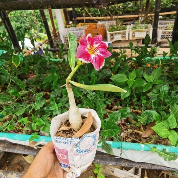 Single Petal Red White - Grafting Adenium - Obesum - Image 2