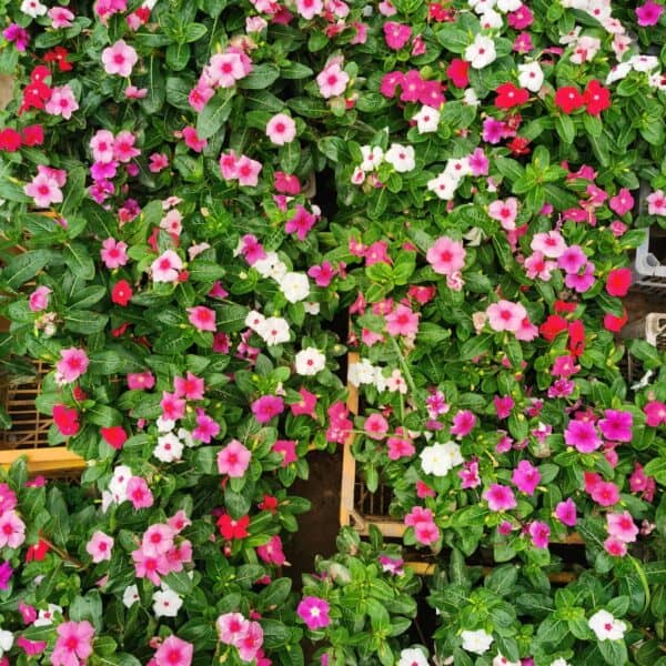 নয়নতারা পিংক | Nayanthara Flower Pink | Madagascar Periwinkle Plant - Image 3