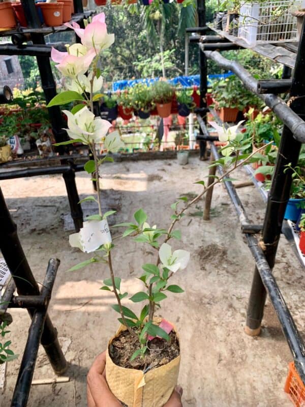 Thai Delight Bougainvillea | থাই ডিলাইট বাগানবিলাশ - Image 2