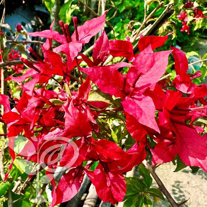 ভিএফ রুবি বাগানবিলাশ | VF Ruby Bougainvillea | High Blowing Bougainvillea | বারোমাসি বাগানবিলাস