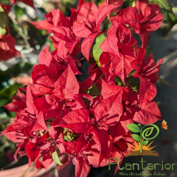ভিএফ রুবি বাগানবিলাশ | VF Ruby Bougainvillea | High Blowing Bougainvillea | বারোমাসি বাগানবিলাস - Image 2