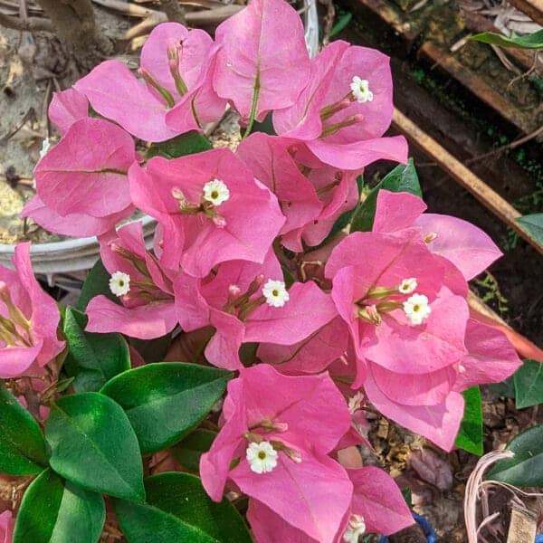 Vera Pink Bougainvillea