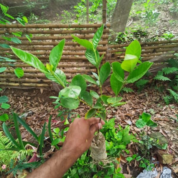 গন্ধরাজ ফুলের চারা | Gardenia Jasminoides - Image 4