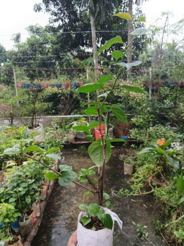 চিত্রা মোনডুরিং বাগানবিলাশ | Chitra Monduring Bougainvillea | Chitra Monduring Baganbilash - Image 2