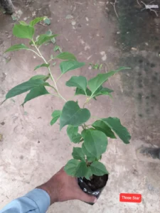 Three Star Bougainvillea