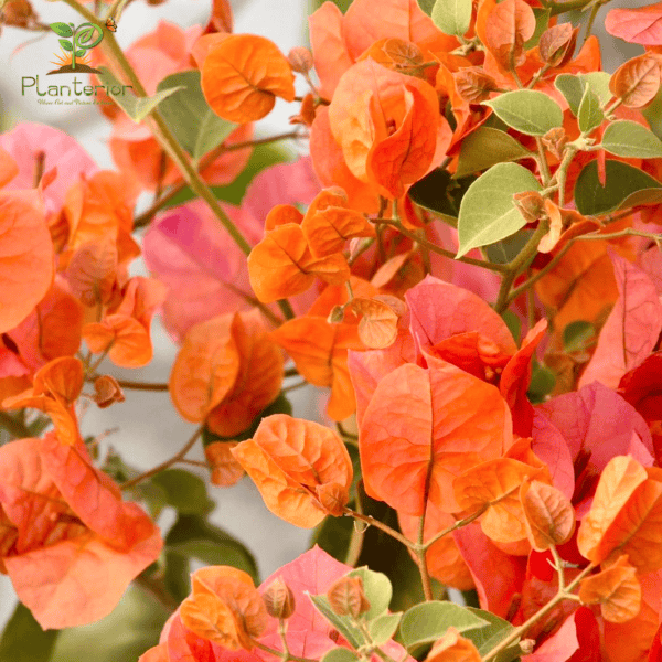 Orange King Bougainvillea