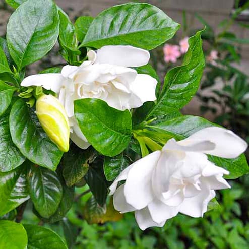 গন্ধরাজ ফুলের চারা | Gardenia Jasminoides