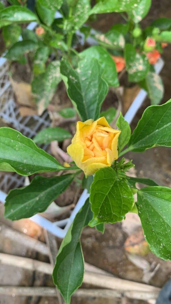 হলুদ মাল্টি পেটাল পুনে জবা | Holud Multi Petal Pune Joba | Yellow Multi Petal Pune Hibiscus Plant - Image 2