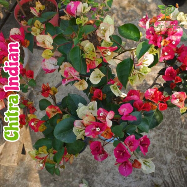 Chitra Indian Bougainvillea
