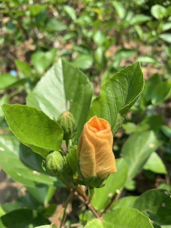 হলুদ মাল্টি পেটাল পুনে জবা | Holud Multi Petal Pune Joba | Yellow Multi Petal Pune Hibiscus Plant - Image 3