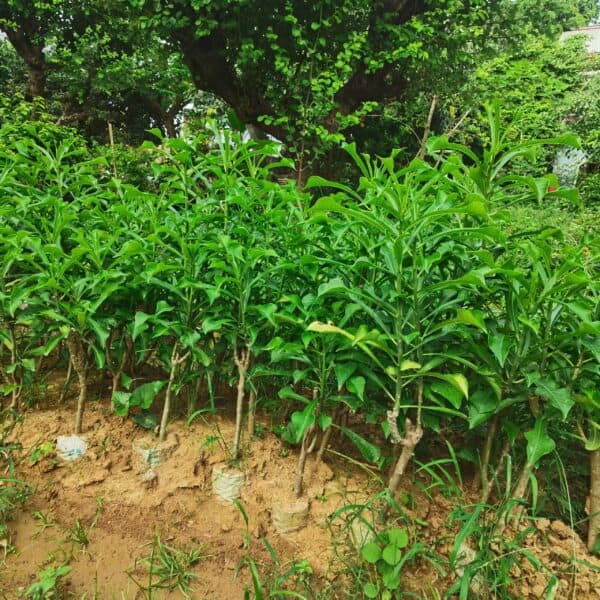 নাগ চাঁপা ফুল গাছ | Nagchapa | Plumeria Pudica | Nag Chapa | নাগচাঁপা - Image 3