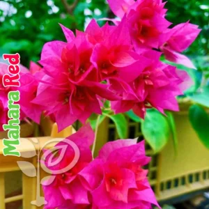 Mahara Red Baganbilash