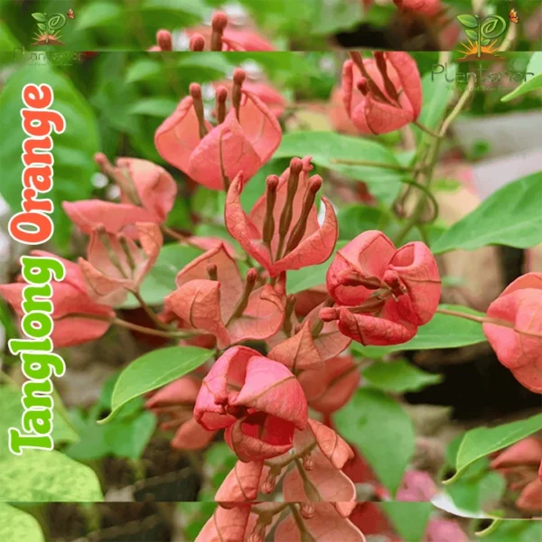 Tanglong Orange Bougainvillea