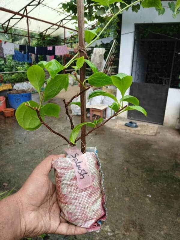 স্প্ল্যাশ বাগানবিলাশ | Splash Bougainvillea - Image 3