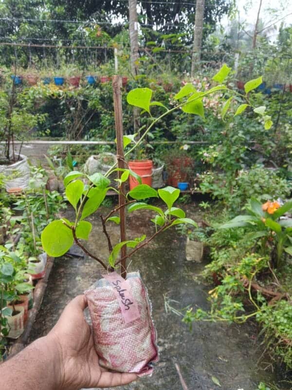 স্প্ল্যাশ বাগানবিলাশ | Splash Bougainvillea - Image 2