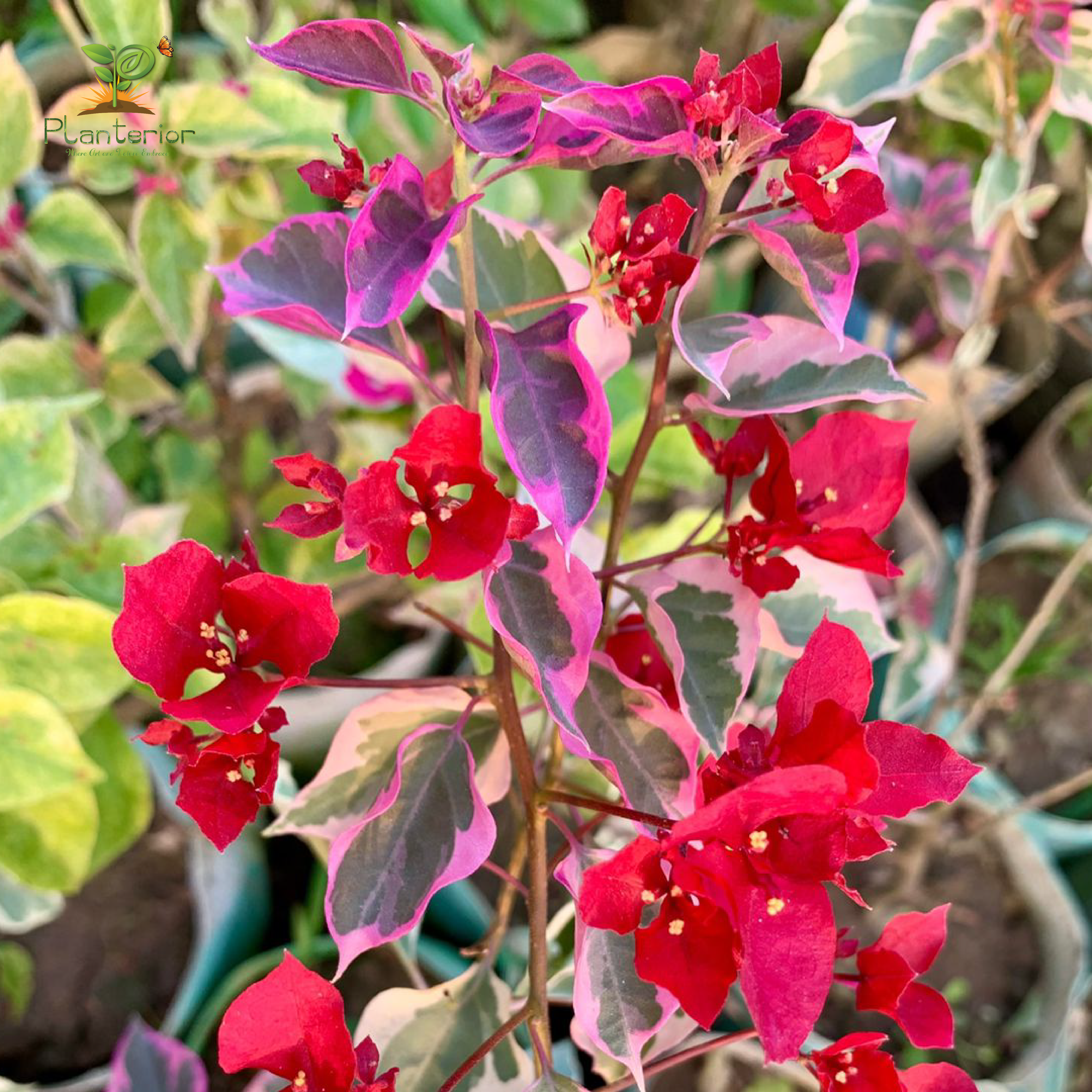 ডক্টর রাও বাগানবিলাস | Doctor Rao Baganbilash | Red With Verigated Leaf Bougainvillea