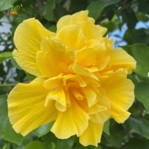 হলুদ মাল্টি পেটাল পুনে জবা | Holud Multi Petal Pune Joba | Yellow Multi Petal Pune Hibiscus Plant