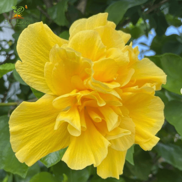 হলুদ মাল্টি পেটাল পুনে জবা | Holud Multi Petal Pune Joba | Yellow Multi Petal Pune Hibiscus Plant