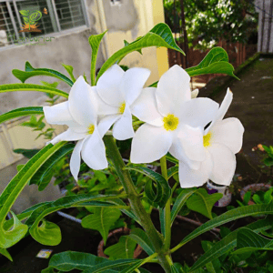 Nagchapa