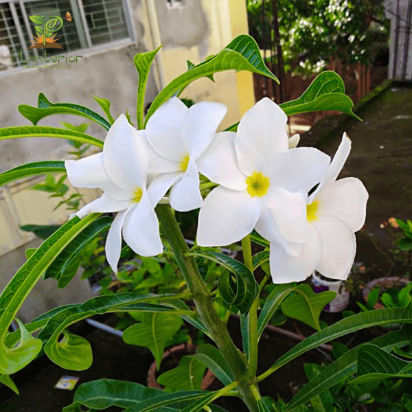 Nagchapa