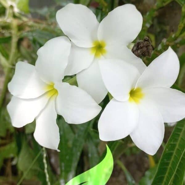 নাগ চাঁপা ফুল গাছ | Nagchapa | Plumeria Pudica | Nag Chapa | নাগচাঁপা - Image 4
