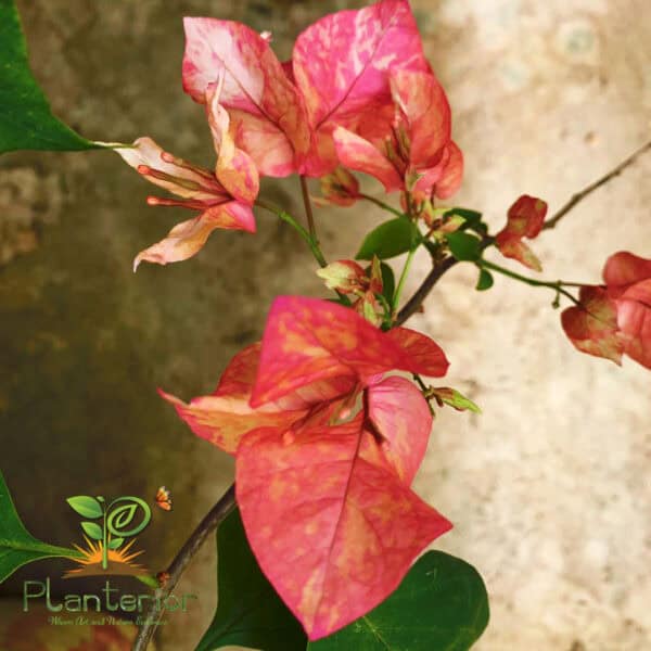 অর্জুনা বাগানবিলাস গ্রাফটেড | Arjuna Bougainvillea Grafted | Arjuna Baganbilash | New Variety Bougainvillea - Image 2