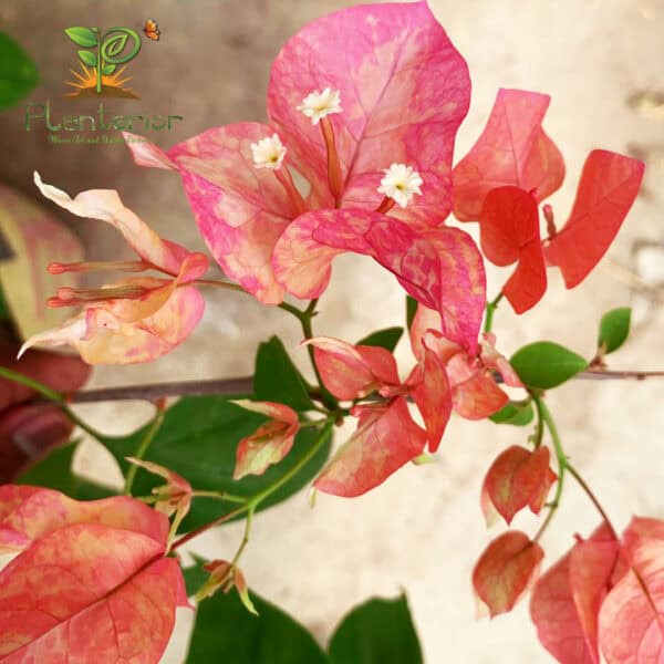 অর্জুনা বাগানবিলাস গ্রাফটেড | Arjuna Bougainvillea Grafted | Arjuna Baganbilash | New Variety Bougainvillea - Image 3