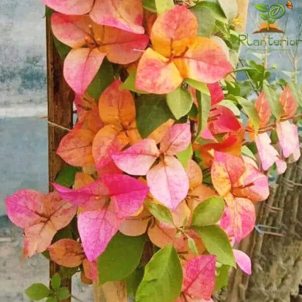 Arjuna Bougainvillea