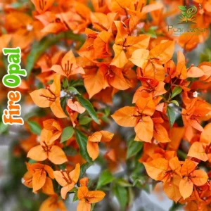 Fire Opal Bougainvillea