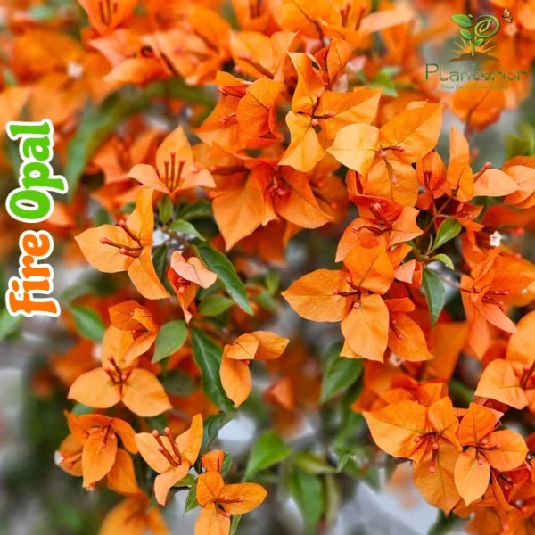 Fire Opal Bougainvillea