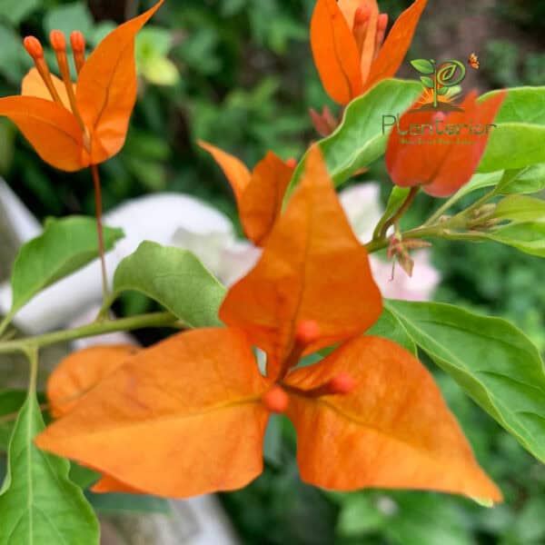 Flame Opal Bougainvillea