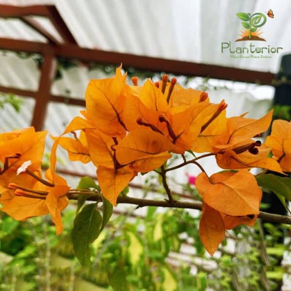 ফায়ার ওপাল বাগানবিলাস | Fire Opal Baganbilash | Fire Opal Bougainvillea - Image 3