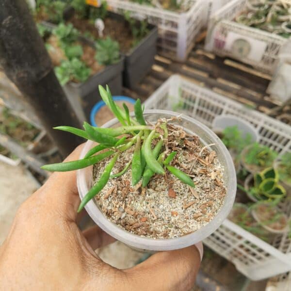 রুবি নেকলেস | Ruby Necklace Plant | Indoor Plant | লতানো ঝুলানো গাছ - Image 2