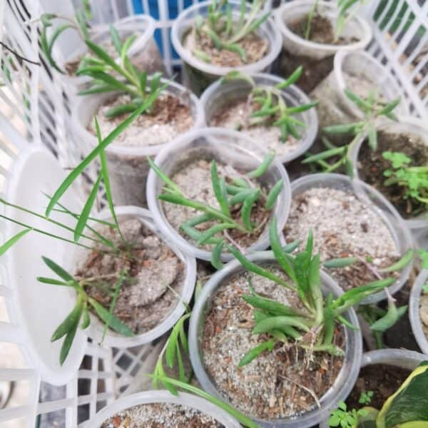 রুবি নেকলেস | Ruby Necklace Plant | Indoor Plant | লতানো ঝুলানো গাছ - Image 3