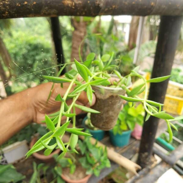রুবি নেকলেস | Ruby Necklace Plant | Indoor Plant | লতানো ঝুলানো গাছ - Image 5