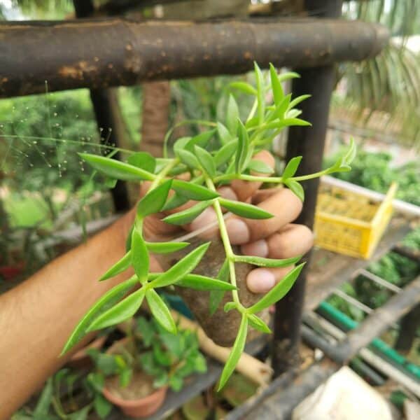 রুবি নেকলেস | Ruby Necklace Plant | Indoor Plant | লতানো ঝুলানো গাছ - Image 4