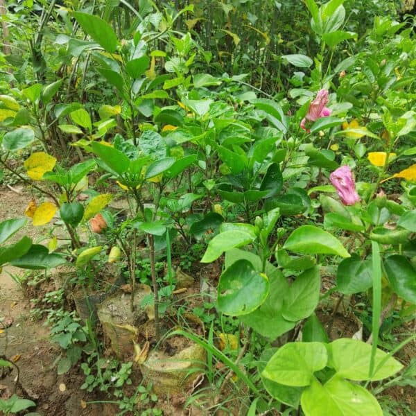 হলুদ পুনে জবা | Holud Pune Joba | Yellow Pune Hibiscus Plant - Image 6