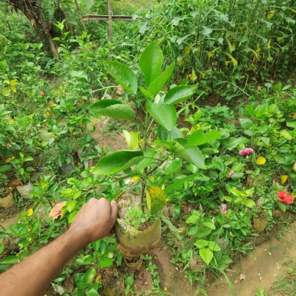 হলুদ পুনে জবা | Holud Pune Joba | Yellow Pune Hibiscus Plant - Image 5