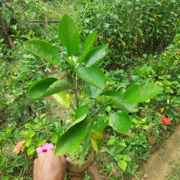 হলুদ পুনে জবা | Holud Pune Joba | Yellow Pune Hibiscus Plant - Image 4