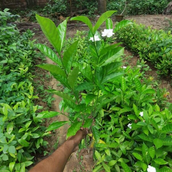 টগর ফুল | Pinwheel Flower | Togor Flower - Image 4