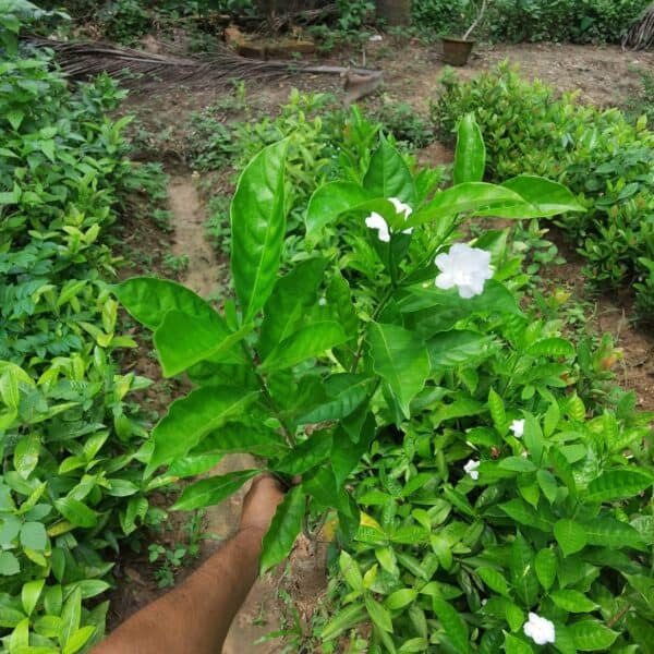 টগর ফুল | Pinwheel Flower | Togor Flower - Image 5