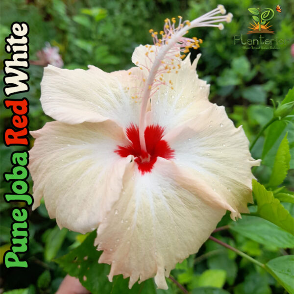 Pune joba red white