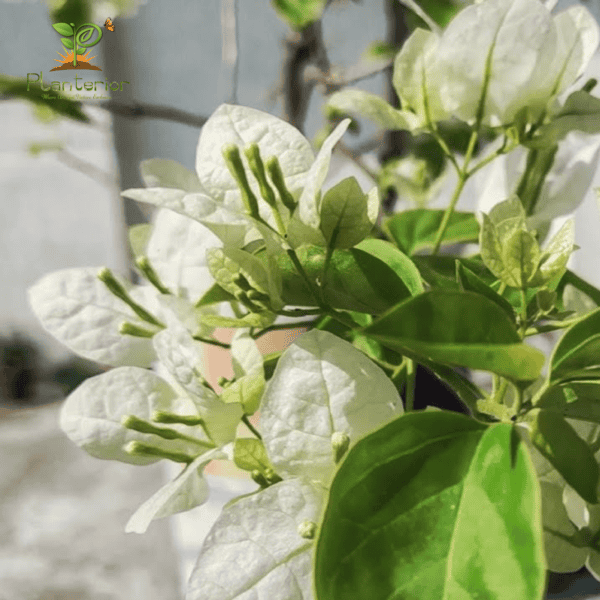 Suvra Bougainvillea