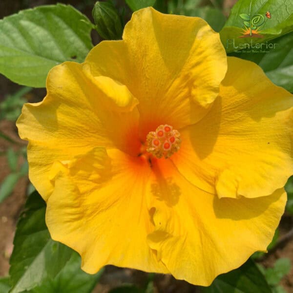 হলুদ পুনে জবা | Holud Pune Joba | Yellow Pune Hibiscus Plant