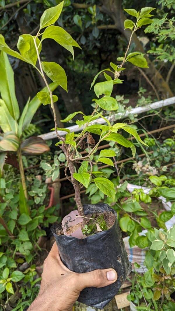 সুভ্রা বাগানবিলাস | Suvra Bougainvillea Plant | সাদা বাগান বিলাস  - Image 2