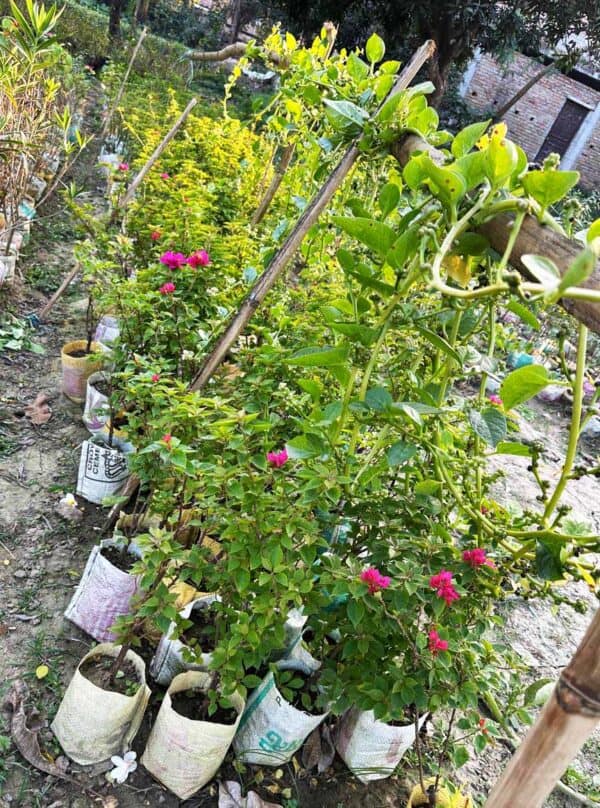 ২১ জুয়েল পিংক বাগানবিলাস | 21 Jewels Pink Bougainvillea Plant - Image 3