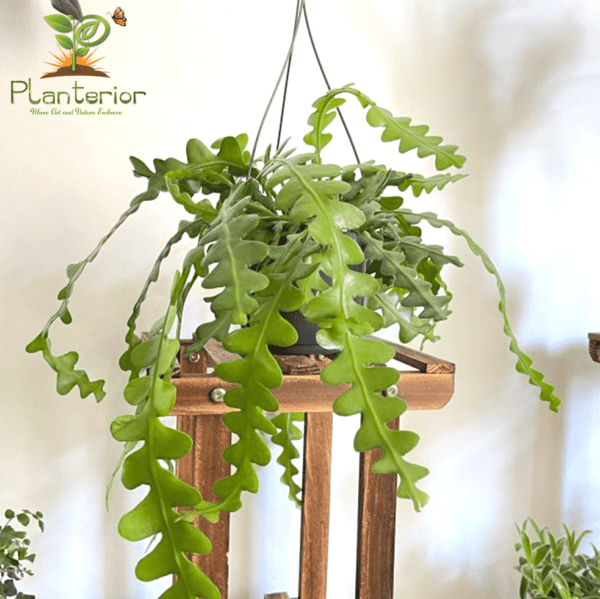 Fishbone Cactus